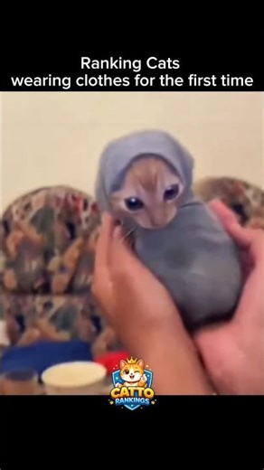 Ranking Cats Wore Clothes Moments 😹👕 | Cutest & Funniest Cats Ever
