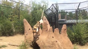 Happy National Dog Day! River's Edge is home to our painted dogs. Also known as African wild dogs or Cape hunting dogs, painted dogs have four toes on their front feet, rather than five like other dogs. | Saint Louis Zoo