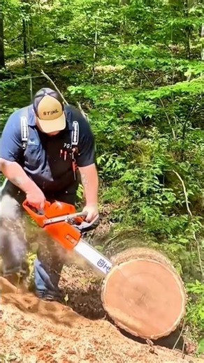 The Process of Felling and Cutting Logs Using a Chainsaw
