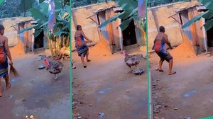 Angry turkey goes after lady who caused it discomfort while cleaning compound