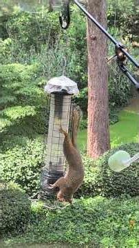 Squirrel Proof Feeder That Works