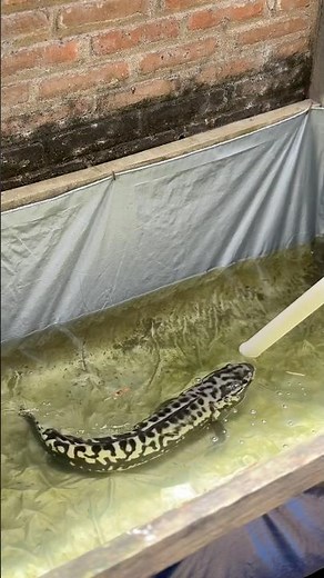 Looking for Monster Catfish for My Monster Toman Fish Friend #toman #tomanmonster #catfish #monst...