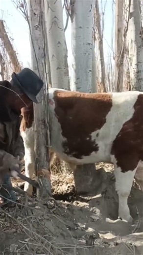 Why This Cow Got Stuck Between Trees & How to Rescue Safely #Farming #Animals #HowTo