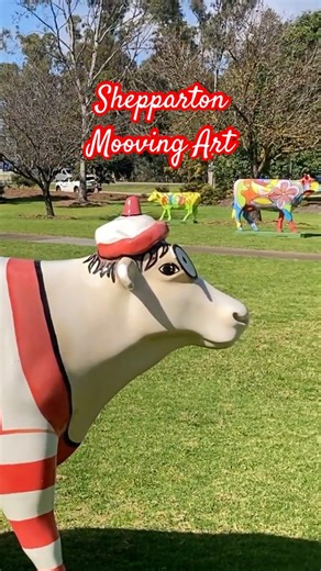 🐄 Mooving Art Shepparton #shepparton #victoria #explorevictoria #outdoorart #moovingart