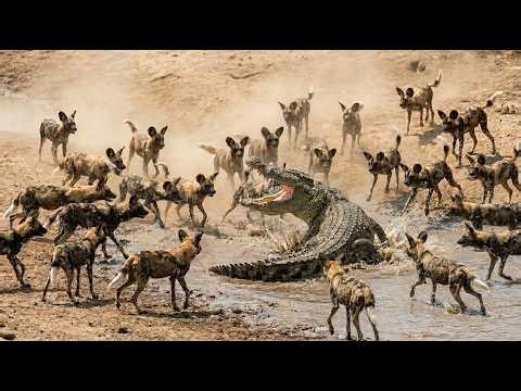 The Epic Rescue: Painted Wolves Fight Off a Crocodile to Save One of Their Own