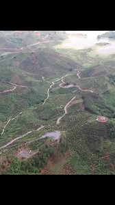 9.4K views · 37 reactions | China's largest mango producing region is embracing a bountiful yield of the tropical fruit from around 93,000 hectares of orchards as the harvest season gets underway. | CCTV | Facebook