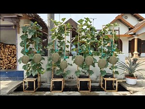cara menanam melon dipot supaya berbuah lebat || how to plant melons in pots