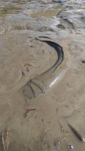 Catching Fish From Muddy Water | Daily Fishing Life