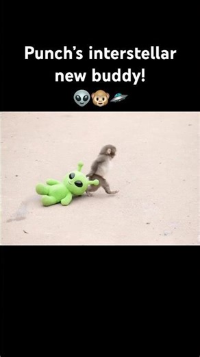 Punch found a galactic BFF! 🛸🐒 Baby monkey adopts plush alien! Galactic pals? #punch #viralmonkey