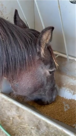 Beautiful Horse eating 🐴 Gray Mare 🐴 Happy Horse 🐎 Young Horse 🐴