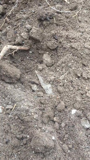 Ensor point hand dug by Derek Deike in Crabapple, Tx. Ensor- 2,200 - 1,400 B.P. #texas #history #prehistory #artifact #arrowhead #buriedculture | Buried Culture
