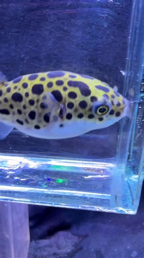 Saltwater fish! Lots of color and a whole lot more in store. | Discover Aquatics Shop