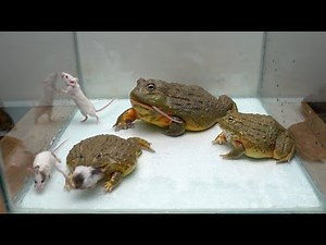 Giant African Bullfrogs Eats Mice. Warning Live Feeding!!