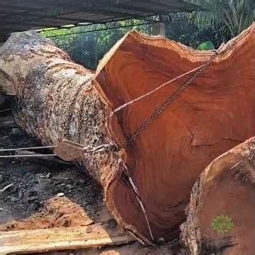 SPECTACULAR trembesi wood‼️sawmill #wood #trembesi #sawblade