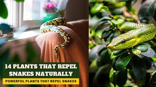 14 Snake Repellent Plants ¦ Plants that Repel Snakes Naturally
