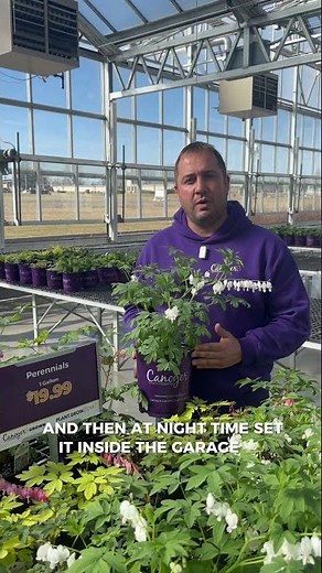 How to Protect Perennials from Spring Frost | Hardening Off Tips