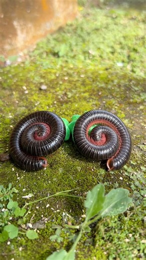 two millipedes fighting over food#shorts#centipede