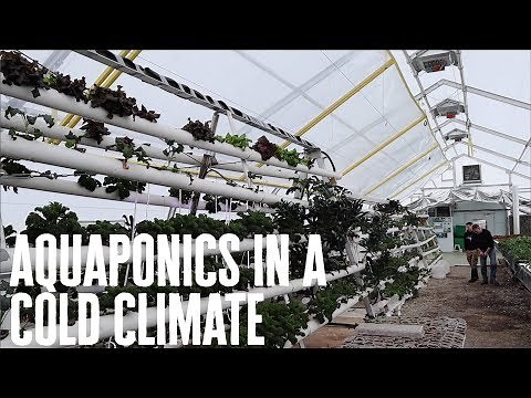 Beat The Freeze: Mastering Aquaponics In A Frosty Climate!
