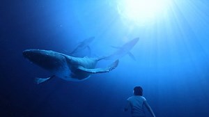 Coming soon: The Humpbacks of Hawai'i Interactive Exhibit & Sphere! The immersive, 3D short-film will take visitors into the underwater world of the humpbacks of Maui Nui inside a new 121 seat theater. Humpback whales will come to life through active 3D glasses and 4K high definition projections with dynamic 7.2 surround sound audio. The collective experience blurs the boundaries of reality and transports the viewers into a world never before experienced – an immersive encounter with humpbacks i