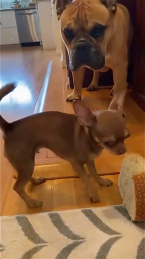 This dog's bread stealing mission is absolutely unhinged #doglife #chaos