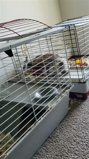 🐰 “Cutest Bunny Stalker Ever 😂💕”#bunny #bunnies #cutebunny #lionheadbunny #dutchrabbit #bunnyfriends