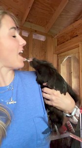 If I ate my chickens, she’d be the first to go🙄 (kidding)😅 This hen has gotten aggressively broody the past few days and will beat me up when I throw her off the nest every day. I was taking a video to send to a friend and she took her chance to tell me how she really feels.😅 Moral of the story, an angry hen can reach further than you might think — keep your face away from them lol🤦🏼‍♀️ | Gulf Coast Cluckers