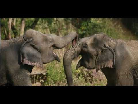 The Wild World of Elephant reproduction: Musth and Beyond!