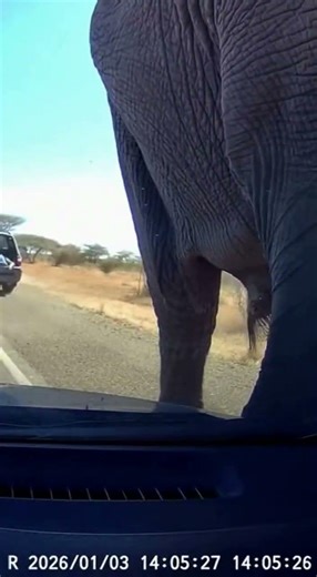 I Realized Too Late! The This Is Why You Never Turn Your Back on a Bull Elephant