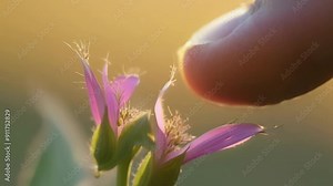 A botanists finger carefully traces the outline of a flower noting its shape and morphology as they identify the species.