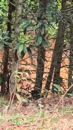 16K views · 406 reactions | set a fishing trap with earthworms, harvest fish to sell and cook a delicious meal - highland boy #highlandboy #highlandboyfishing #peoplefishing | Monkey SoK Ya | Facebook