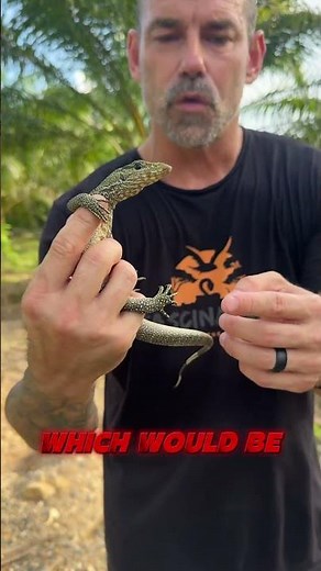 Catching WILD Monitor Lizards!