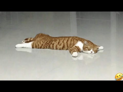 Overdramatic Cats Level 1000 🤣🔥 | Funniest Cat Reactions 😸