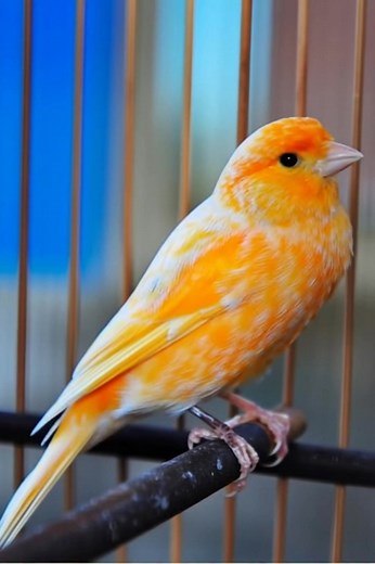 A Splash of Sunshine: Stunning Orange Canary ☀️ #CanaryBird #RedFactorCanary #OrangeCanary #StunningBird #PetBird #Birds #BirdLover #FeatheredFriend #VibrantColors #birdvideos🐦🎞️ | Ranger Canary