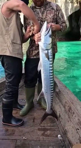 Giant Barracuda Fillet Near Sea Cliffs #fish #seafoodprep #fishcooking #fishcutting #satisfying