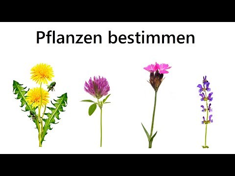 Welche Pflanze ist das? - Pflanzen mit dem Smartphone bestimmen - Biologie Schule