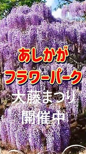 大藤まつり2026開催中【あしかがフラワーパーク】紫やピンクのカーテンが美しすぎる癒やしの世界