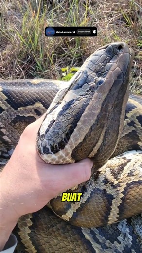 Why Are Python Coils Deadly? #python #uniquefacts #animalfacts