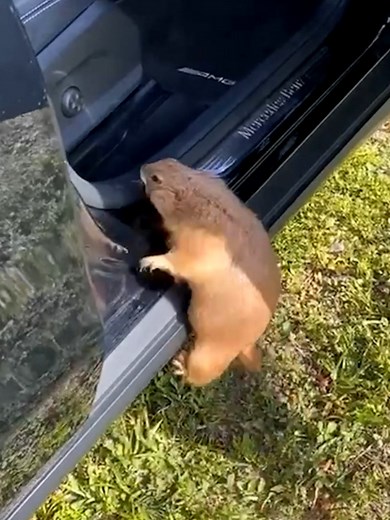 Cute prairie dog wants to get into the car so badly! | MetDaan Tips