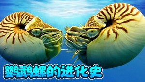 神秘海洋探索之旅_神秘的海洋世界鹦鹉螺的进化史_少儿_动画片大全_腾讯视频