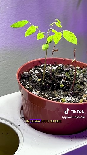 This starfruit took me from greenhorn gardener to flourishing floriculturist🥰 ⭐️ The starfruit, also known as carambola, is a tropical fruit native to Southeast Asia and now grown in many parts of the world, including South America and the Caribbean. It has a distinctive shape, with five points that form a star when the fruit is sliced crosswise. When it comes to growing a starfruit plant, there are a few things to keep in mind. First, starfruit trees prefer warm temperatures and can be damaged