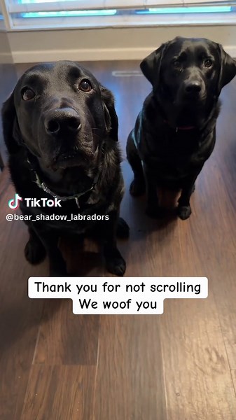 Heartwarming Moments with Dogs Bear and Shadow