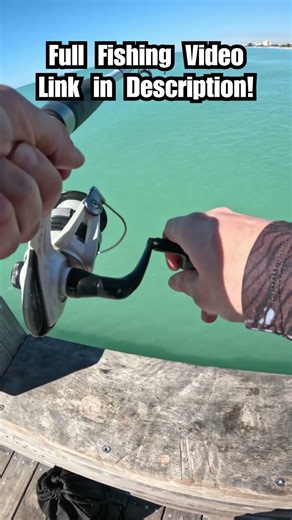 The Gulf Kingfish were everywhere!