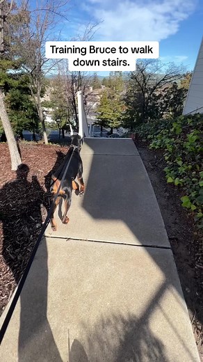 Consistent Training Tips for Your Doberman