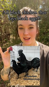 201K views · 4.5K reactions | Black ayam cemani eggs?! #chickens #backyardchickens #chickenlady #chickenbreeds #homestead #homesteading #blackeggs #farm #farming #farmanimals #chickensofinstagram | The Hot Mess Homestead | Facebook