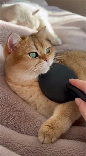 Essential tips for kitten owners😻💕 Keep your kitten happy and healthy #cute #kittenlove #petcare