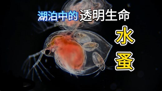 水蚤，枝角类，像一滴有生命的水，是淡水浮游动物中最重要的甲壳类动物之一