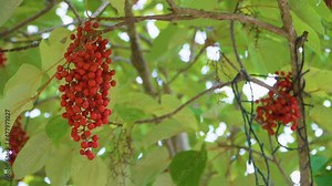 Schisandra chinensis or five-flavor berry. Fresh red ripe berries