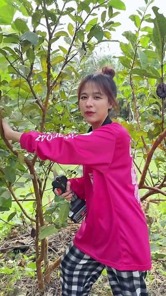 กรรไกรตัดกิ่งโอซุกะ ตัดกิ่งได้อย่างมีประสิทธิภาพ