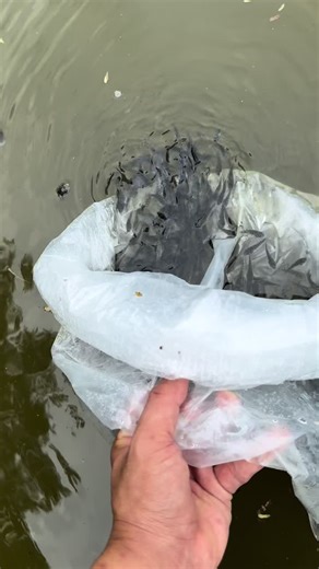 A glimpse of tilapia production💦🐟💦🐟 #tilapia #fishery #agriculture