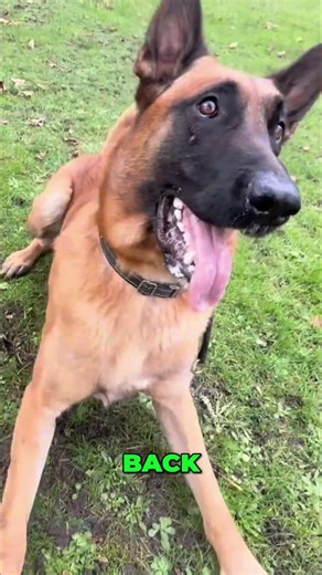 Dog's Amazing Tricks: Spin, Roll, and Refusing to Drop Toy! #shorts